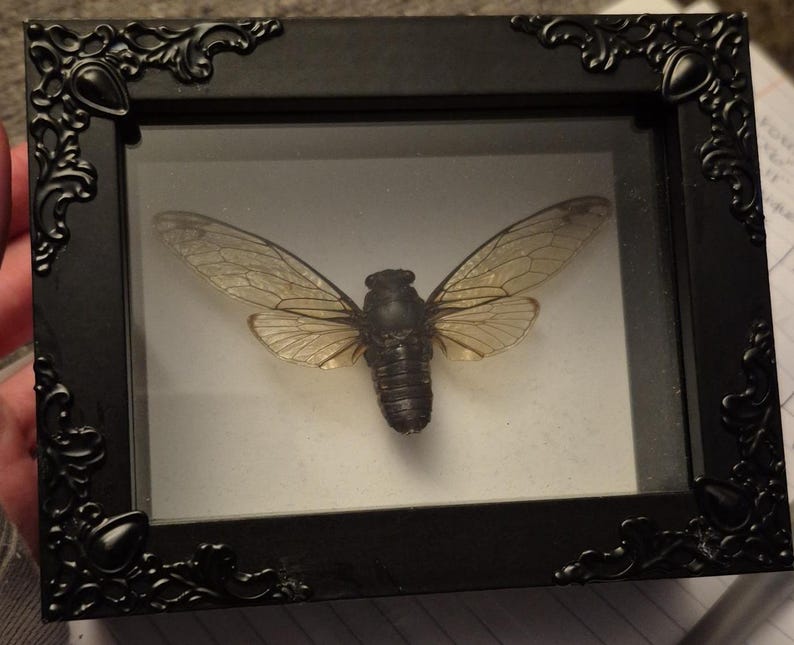Small Shadowbox with Cicada