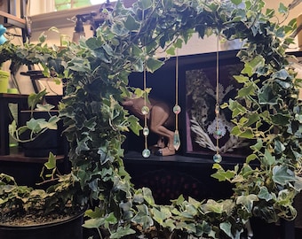 Hedera helix 'Eva' circular topiary