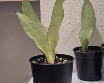 Sanservieria 'Moonshine'