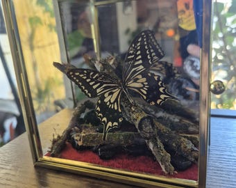 Linda borboleta taxidermizada real* em caixa de vidro para exibição. Borboleta de tamanho médio com pedras preciosas VERDADEIRAS. Peça de taxidermia única.