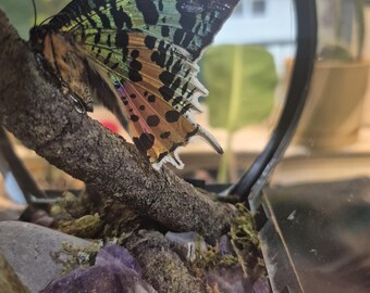 Piękny wypchany motyl i ametyst w rustykalnej lampionie. Lampa ekspozycyjna z PRAWDZIWYM motylem i działającymi światłami.