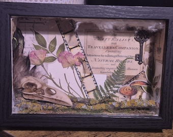 Resin Bird Skull in Shadowbox 3D Art piece