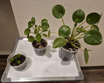 Pilea 'Chinese Money Plant'