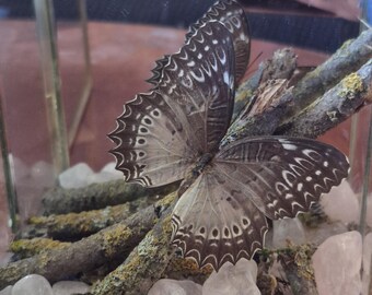 Unikatowy, piękny, wypchany motyl, prawdziwy* w szklanym pudełku ekspozycyjnym, średniej wielkości motyl, prawdziwe kamienie szlachetne