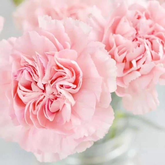 La France Carnation Seeds: Elegant Pink Blooms - Non GMO