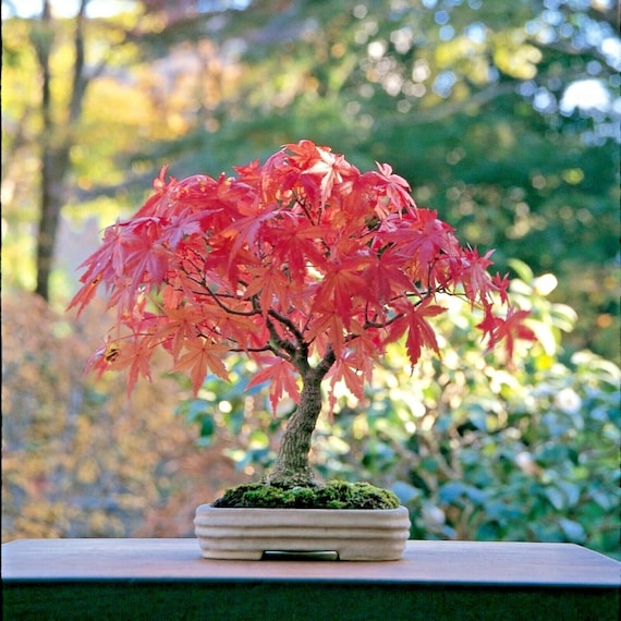 Japanese Maple Bonsai Seeds: Acer Palmatum Ornamental Tree