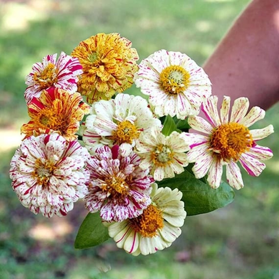 Candy Stripe Zinnia Seeds: Heirloom Double Blooms for Cut Flowers