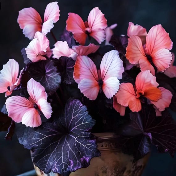 Heirloom Pink Butterfly Coleus Seeds: Rare Ornamental Foliage