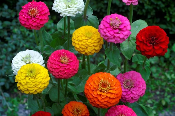 Lilliput Zinnia Seeds Mix, Zinnia Elegans, NON-GMO, Colorful