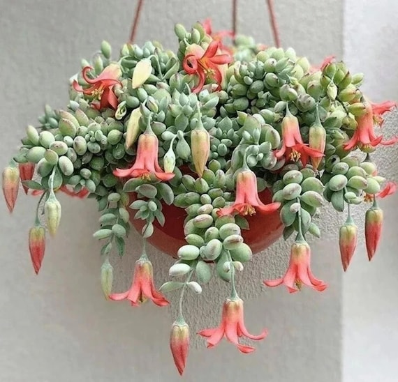 Cotyledon Pendens Seeds: Rare Hanging Succulent for Indoor/Outdoor Gardens
