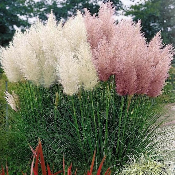 Pink Pampas Grass Seeds: Hardy Perennial for Garden Landscape