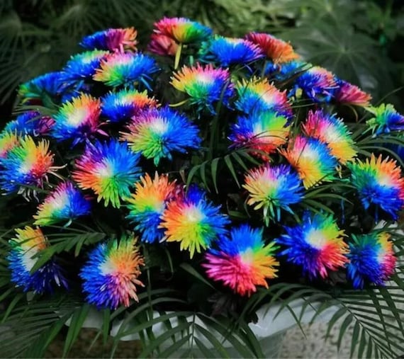 10 Rainbow Chrysanthemum Seeds – Bright Colorful Flower Seeds from USA Seller for Stunning Garden Blooms