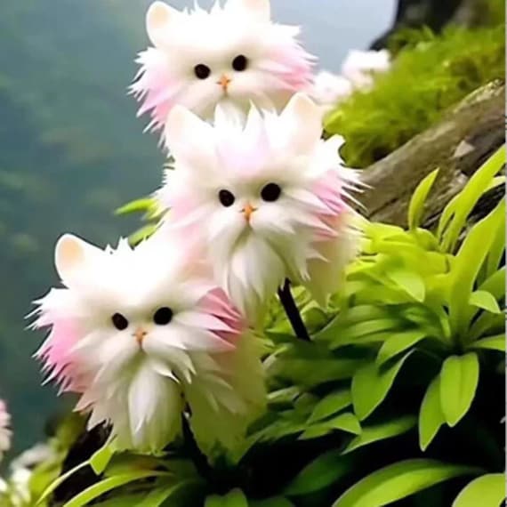 Cat Orchid Seeds: Fragrant, Rare Blooms for Potted Gardens (50 Seeds)