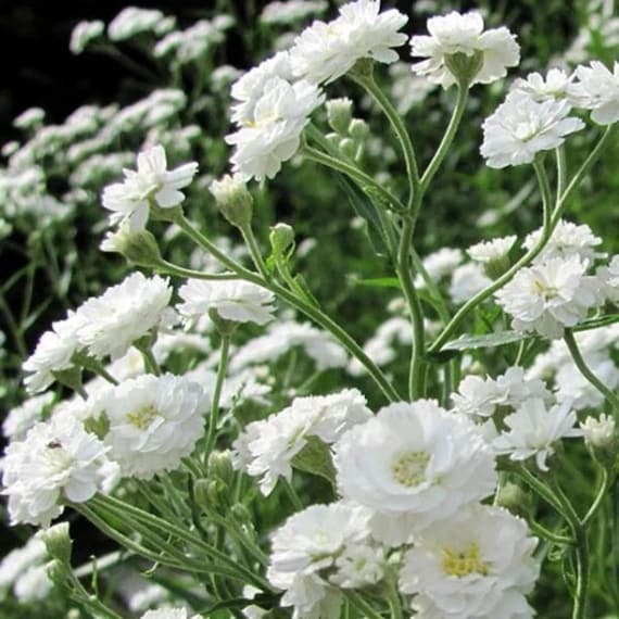 Baby's Breath Snowflake Seeds: Heirloom White Cut Flowers