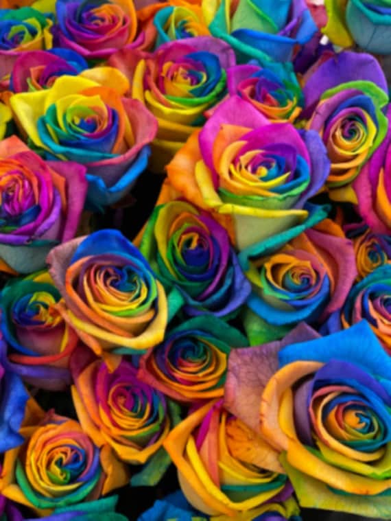 Rainbow Rose Seeds: 50 Colorful Multi-Color Blooms - USA Shipping