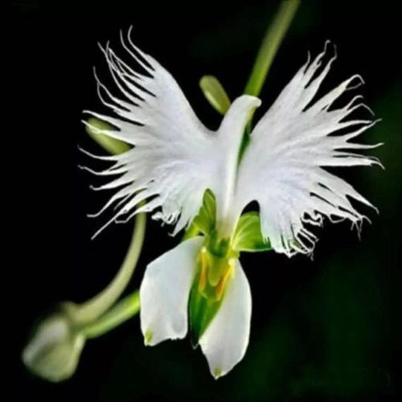 Japanese White Egret Orchid Seeds: Rare Elegant Blooms