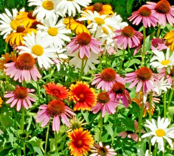 Perennial Wildflower Seed Mix: Coneflower, Daisy Blend (200+ Seeds)