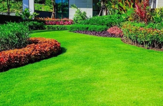 Emerald Zoysia Grass Seeds: Heat & Drought Tolerant Lawn Turf