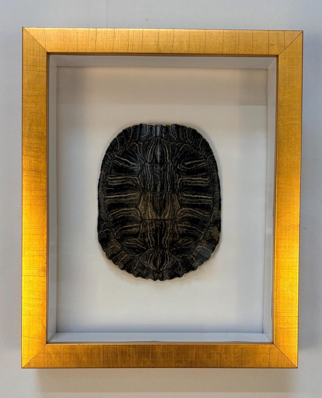 Real Turtle Shell Design Framed Real Turtle Shell - Etsy
