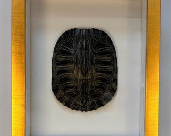 Framed Real Turtle Shell