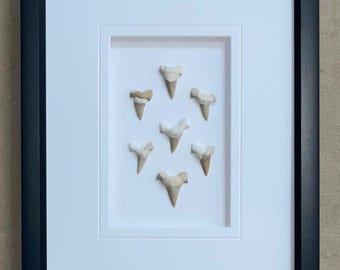 Framed Shark Teeth