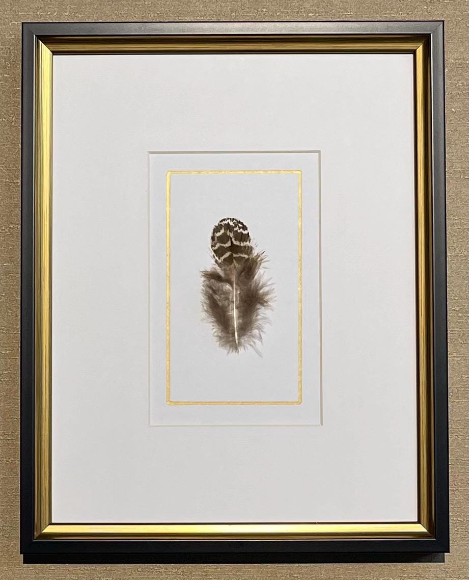 Framed Real Feathers in Black and Gold