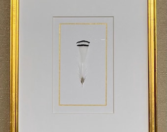 Framed Real Feathers in Gold