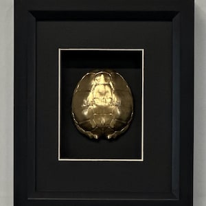 May include: A framed artwork featuring a golden turtle shell. The shell is mounted on a black background within a white mat, encased in a black frame. The shell's surface has a textured appearance, and the frame is rectangular.