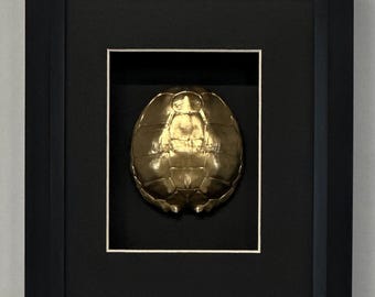 Framed Turtle Shell Intaglio