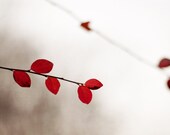 Nature photograph, A little bit of red, 5 x 7, fine art photography print - vibrant red leaves winter home decor modern minimal art