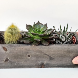 K&ouml;nnte beinhalten: Ein grauer Holz-Pflanzkasten mit drei Sukkulenten. Die Sukkulenten sind ein gr&uuml;ner Kaktus, eine gr&uuml;n-wei&szlig; gestreifte Sukkulente und eine dunkelgr&uuml;ne Sukkulente.