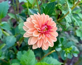 Blush Radiance Dahlia Tuber: dieproze van hart tot zacht crèmeroze gradiënt