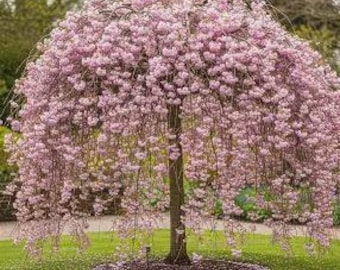 Peut inclure: Un cerisier pleureur avec un tronc central brun et de longues branches retombantes couvertes de grappes denses de fleurs rose clair. L'arbre possède une canopée arrondie en forme de parasol qui descend vers le sol, créant un décor floral.