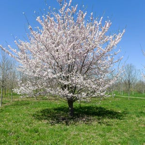 May include: A flowering tree with light pink blossoms against a clear blue sky. The tree is in a grassy field, with other trees visible in the background. The image is taken on a sunny day.
