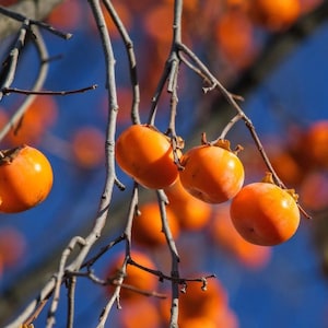 May include: Bright orange persimmon fruits hang from thin, leafless brown branches against a clear, deep blue sky. The round fruits feature small, dried calyxes at the top, with several clusters visible in the foreground and blurred in the back.
