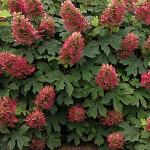 May include: A dense oakleaf hydrangea shrub featuring numerous upright, cone-shaped flower clusters in shades of deep pink and dusty rose, surrounded by large, lobed, dark green leaves with a distinct textured surface and prominent veins.