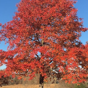 May include: A large deciduous tree with dense foliage displaying vibrant shades of red and orange leaves. The tree has a dark, textured trunk and branches that extend outward against a clear, bright blue sky during the autumn season.