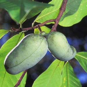 May include: Two oblong, light green pawpaw fruits hang from a brown woody branch. The fruits have a smooth, slightly mottled skin and are surrounded by large, vibrant green, oval-shaped leaves with visible veins, set against a dark blue background.