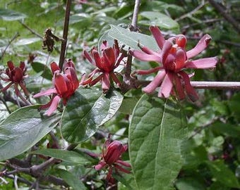 Carolina Allspice Sweet Shrub, Calycanthus Fragrant Dark Red Blooms