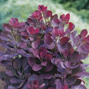 May include: A smoke bush plant featuring dense clusters of rounded, deep purple leaves. The foliage displays a rich, dark magenta to plum color palette with visible thin veins on the smooth, oval-shaped leaves arranged on slender, upright stems.