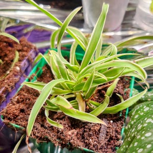 Rooted Spider Plants