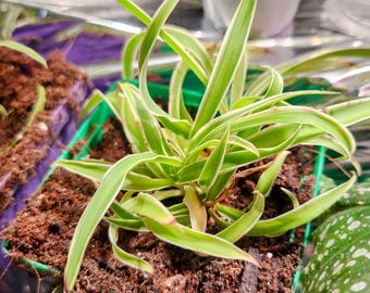black and gold snake plant Black Gold Compacta Sansevieria  Lichtenfelt's