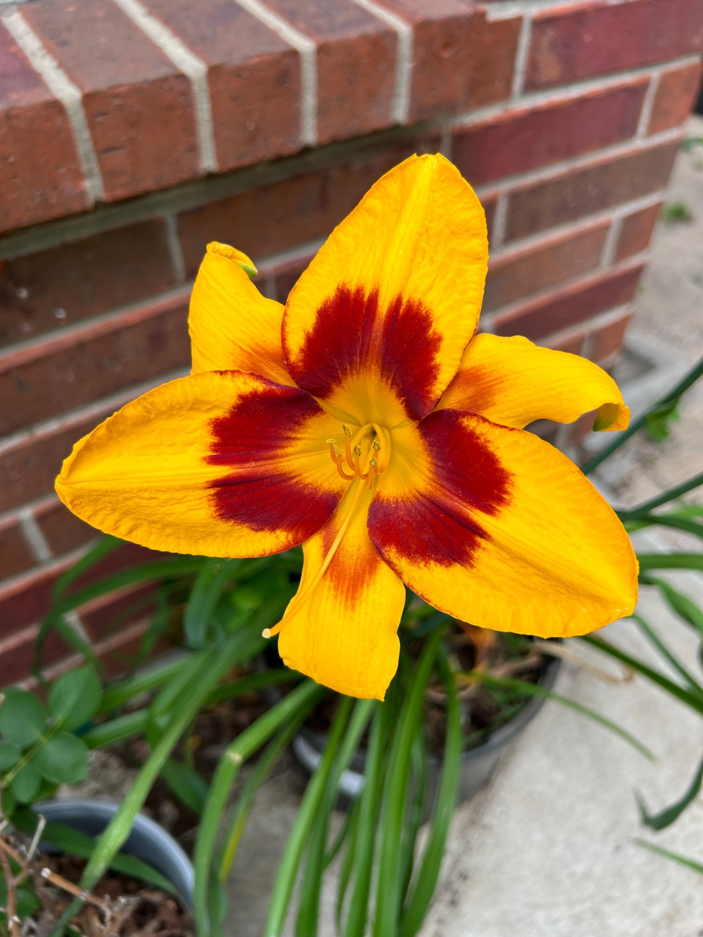 RARE Color Fooled Me Orange Yellow Red Daylily Proven Winner