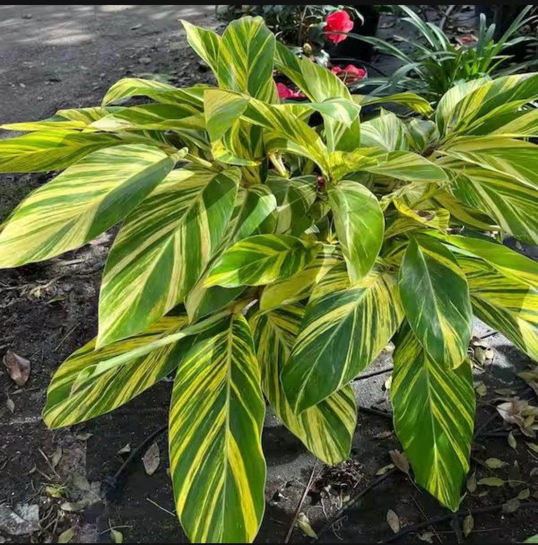 1 Alpinia Zerumbet Variegata Shell Ginger Live Rooted Ginger Plant ...