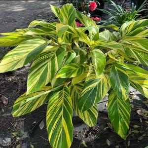 3 - Alpinia Zerumbet variegata Shell ginger live sprouted rhizome with roots  tropical exotic - buy 2 - get 1 free
