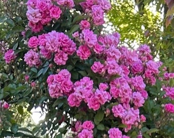 10 Peggy Martin climbing rose plant cuttings 7-8” (unrooted)  - so fun to watch them grow