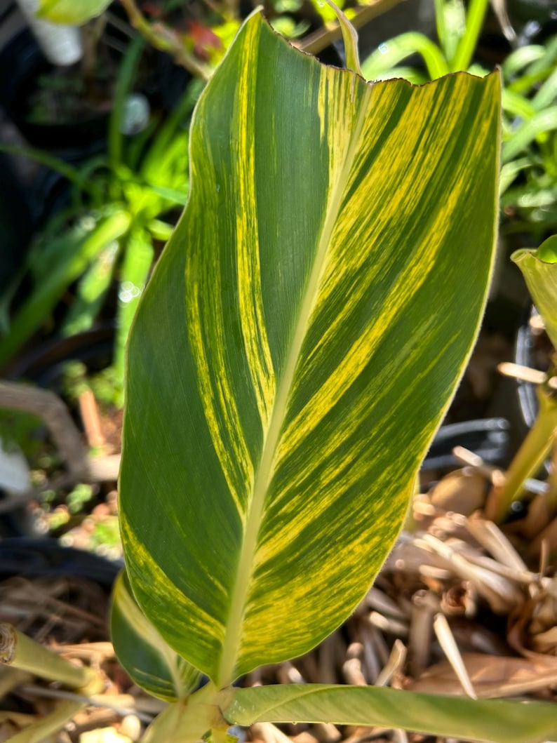 SuperSourceUSA Shell Ginger Rhizome - Thumbnail 2