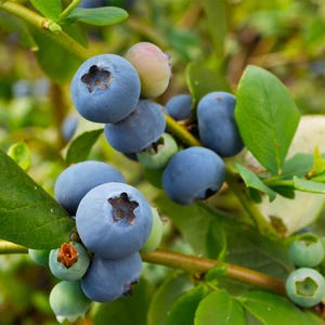 May include: Close-up of a blueberry bush with ripe, deep blue berries and green leaves. Some berries are still green and developing. The berries are clustered on the branches, showcasing the natural beauty of the fruit.