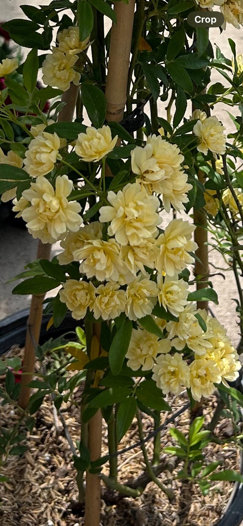 Yellow Lady Banks Rose (Rosa banksiae lutea