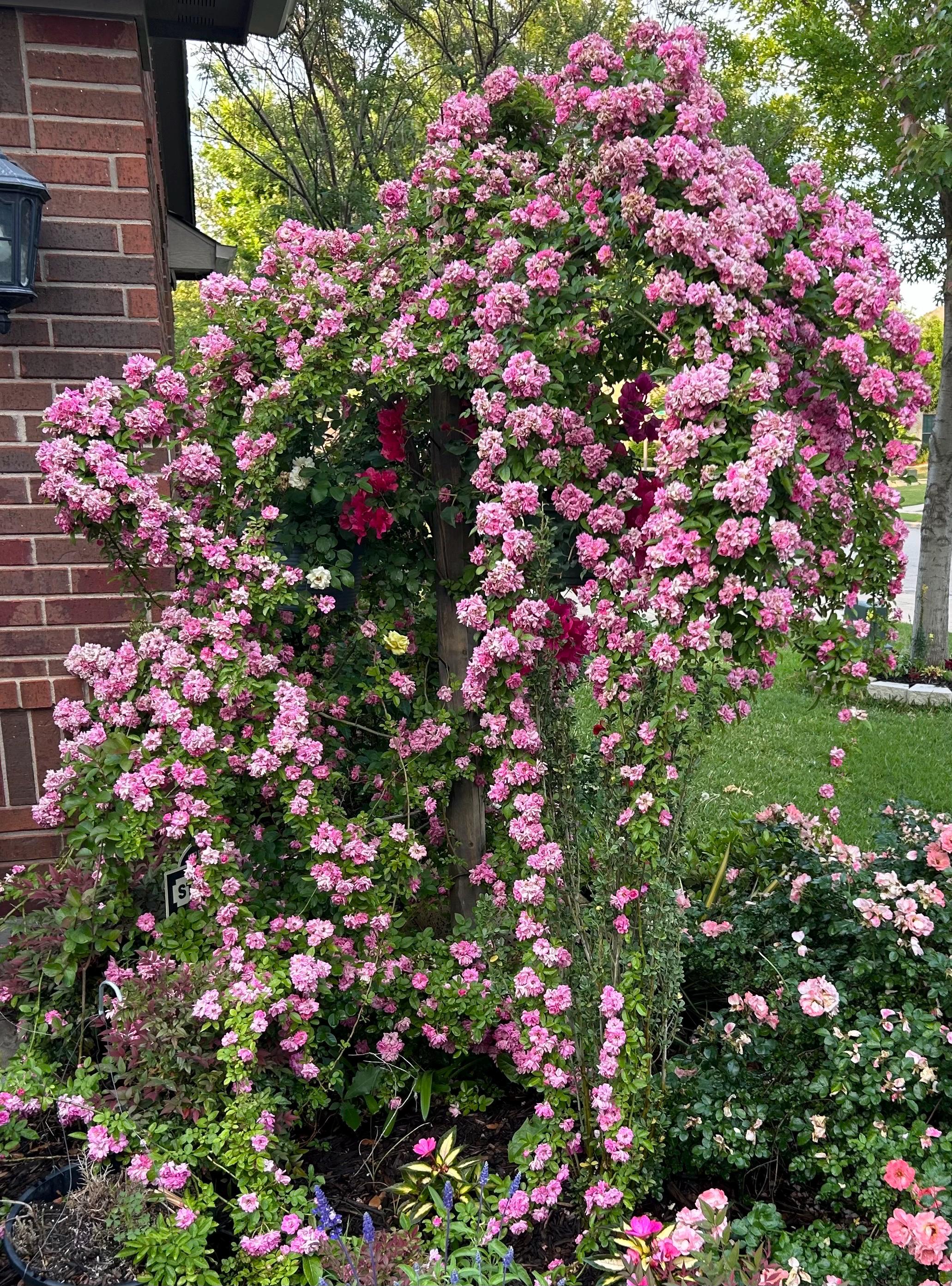 Peggy Martin Pink Climbing Rose Plant Approximately 2-3 Feet Tall